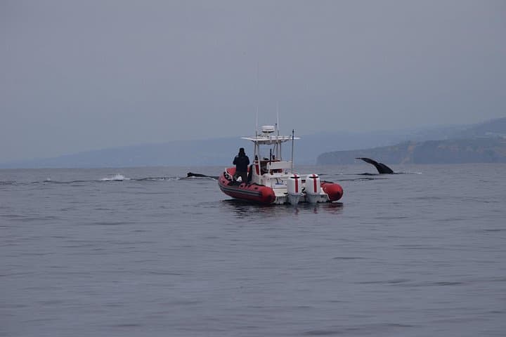 Oceanside Open-Boat Whale Watching: Small-Group Pacific Wildlife Cruise photo 6