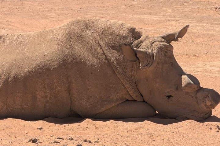 Aquila Game Reserve Big 5 Safari & Fairview Wine Tasting — Half-Day from Cape Town photo 2