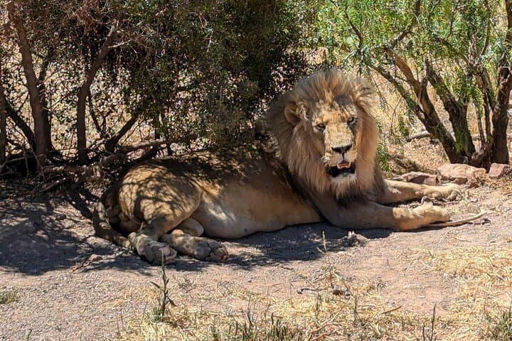Aquila Game Reserve Big 5 Safari & Fairview Wine Tasting — Half-Day from Cape Town photo 1