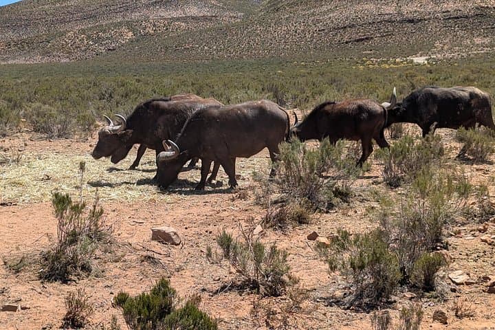 Aquila Game Reserve Safari: Big 5 Private Day Trip from Cape Town photo 4