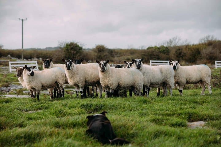 Wicklow & Glendalough Day Tour from Dublin: Powerscourt Waterfall, Monastic Ruins & Sheepdog Demo photo 4