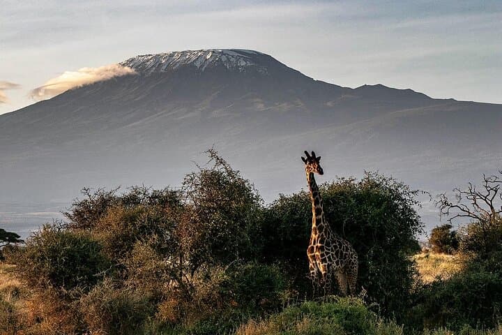 Rongai Route Kilimanjaro Summit: 6-Day Guided Trek from Moshi
