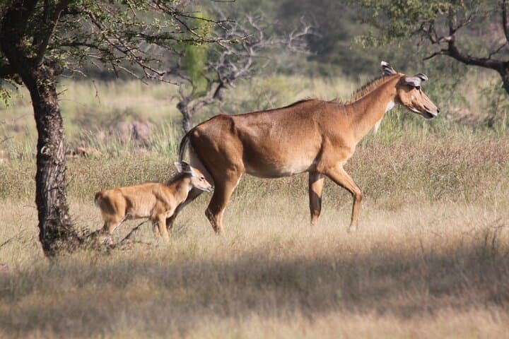 Panna Tiger Jeep Safari: Half-Day Sure Shot Tiger Viewing in Panna National Park photo 4