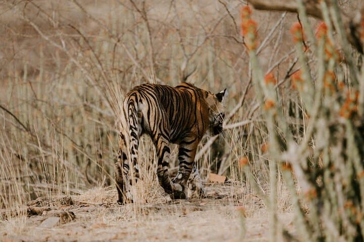 Panna Tiger Jeep Safari: Half-Day Sure Shot Tiger Viewing in Panna National Park photo 5