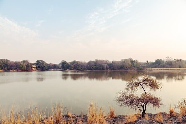 Panna Tiger Jeep Safari: Half-Day Sure Shot Tiger Viewing in Panna National Park photo 6