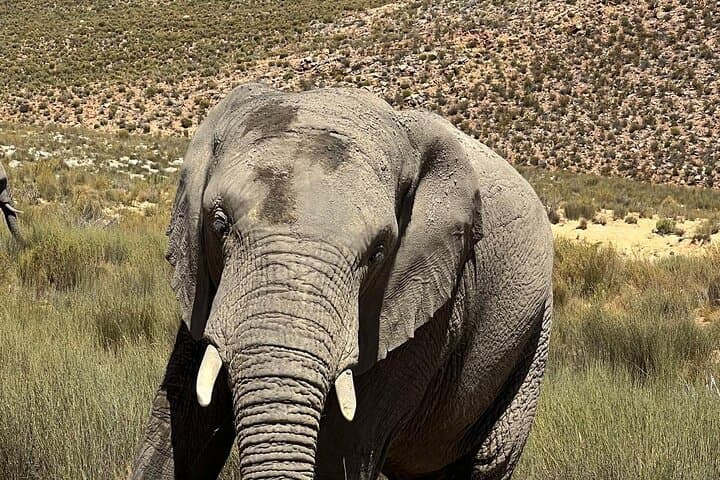 Aquila Game Reserve Big 5 Safari & Fairview Wine Tasting — Half-Day from Cape Town photo 3