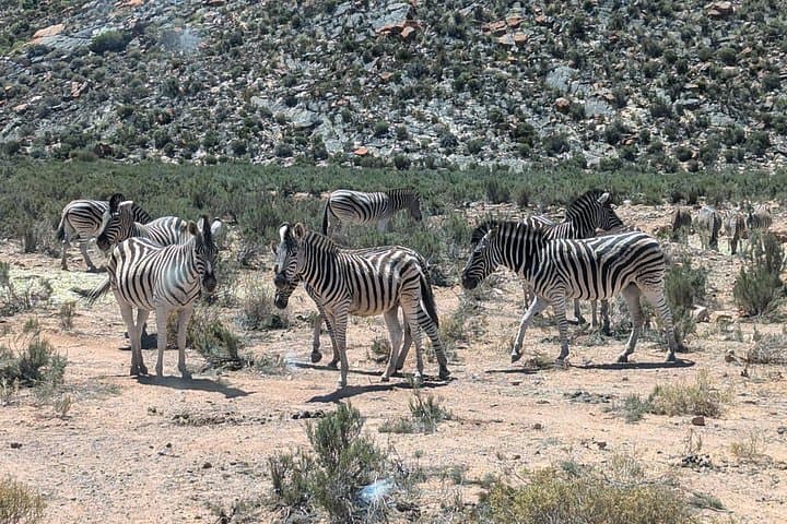 Aquila Game Reserve Safari: Big 5 Private Day Trip from Cape Town photo 1