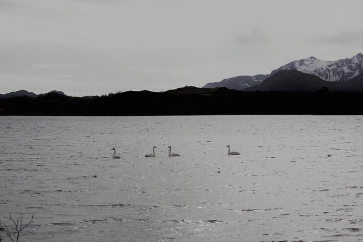 Leknes Archipelago Mini Hike: Easy Wetland Walks & Mountain Views photo 5