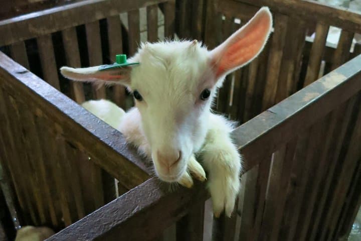 Hands-On Homestead Experience in Ba Vi: Authentic Vietnam Farming Day Tour photo 2