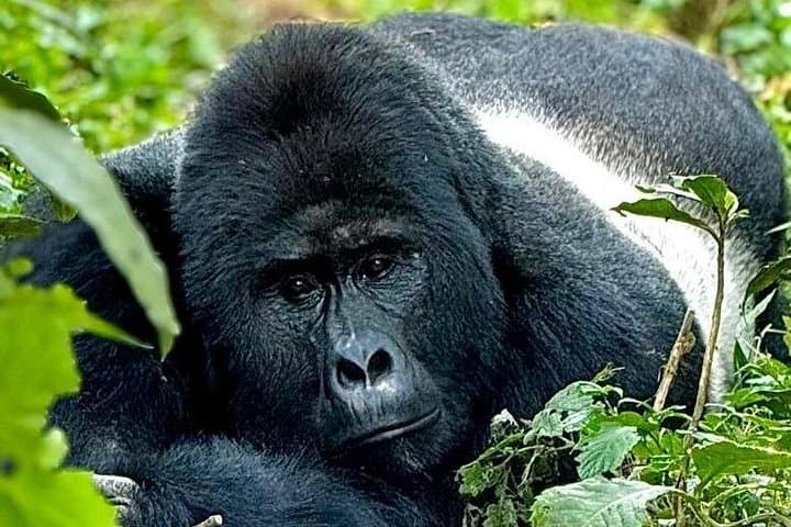 Kigali to Volcanoes National Park: Private Gorilla Trek & Volcano Hike photo 1