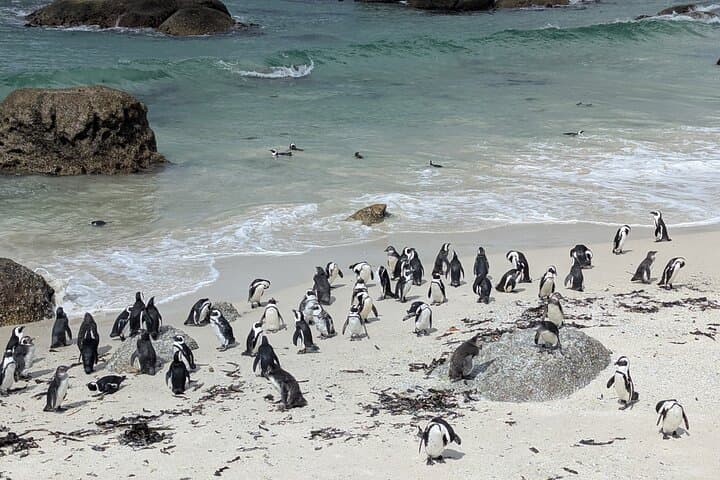 Cape of Good Hope & Penguins: Private Full-Day Tour from Cape Town