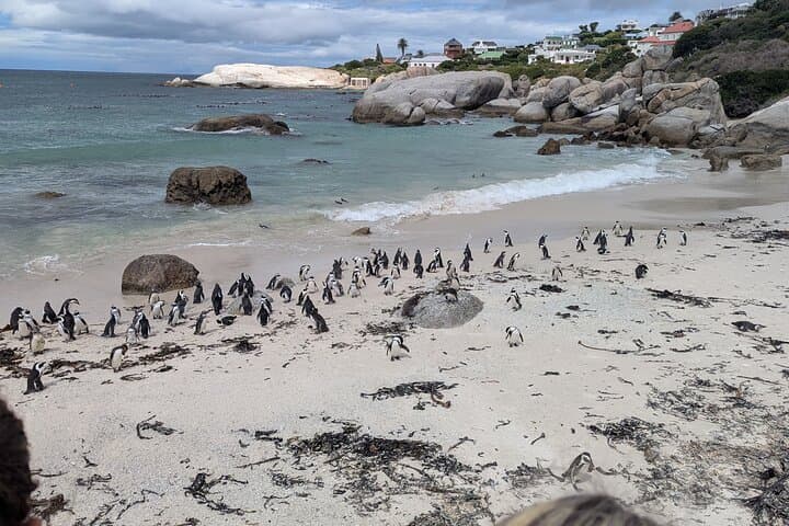 Cape of Good Hope & Penguins: Private Full-Day Tour from Cape Town photo 4