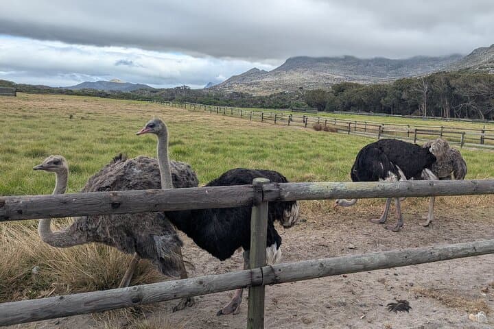 Cape of Good Hope & Penguins: Private Full-Day Tour from Cape Town photo 5