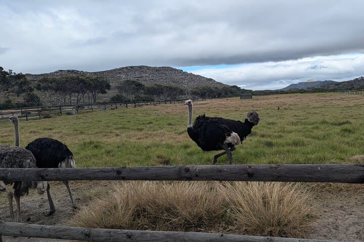 Cape of Good Hope & Penguins: Private Full-Day Tour from Cape Town photo 6