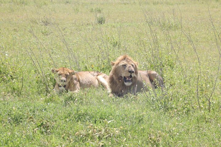 3-Day Serengeti Fly-In Safari: Private Game Drives from Zanzibar