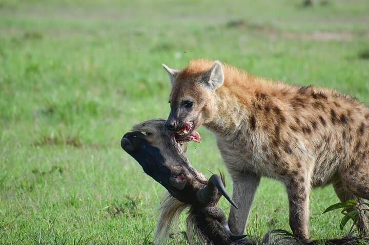 3-Day Serengeti Fly-In Safari: Private Game Drives from Zanzibar photo 3