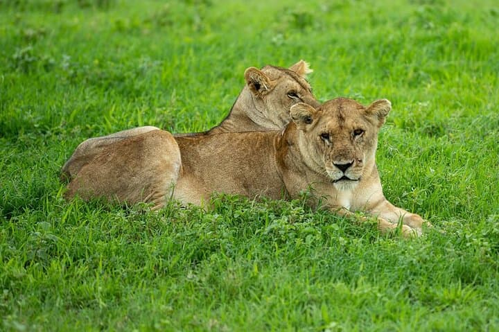 3-Day Serengeti Fly-In Safari: Private Game Drives from Zanzibar photo 4