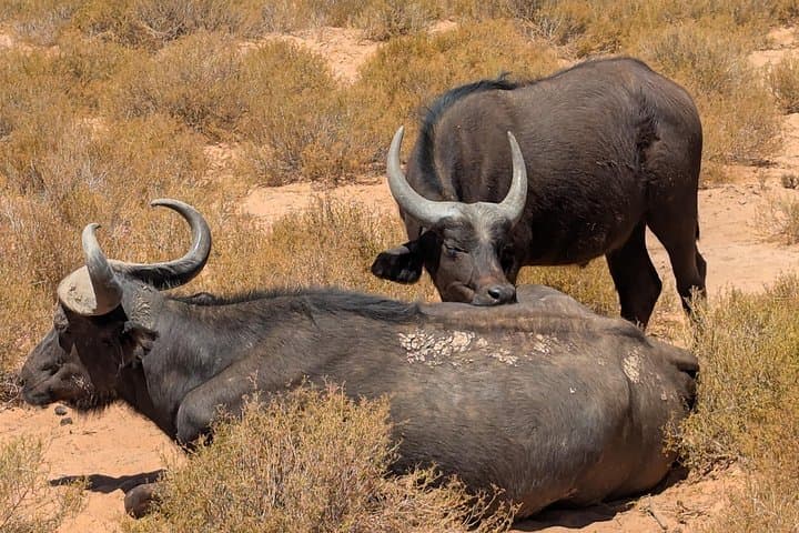 Aquila Game Reserve Safari: Big 5 Private Day Trip from Cape Town photo 3