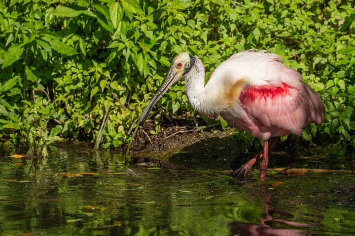 St. Augustine Wildlife Boat Cruise and Guided Kayak Eco Tour photo 6