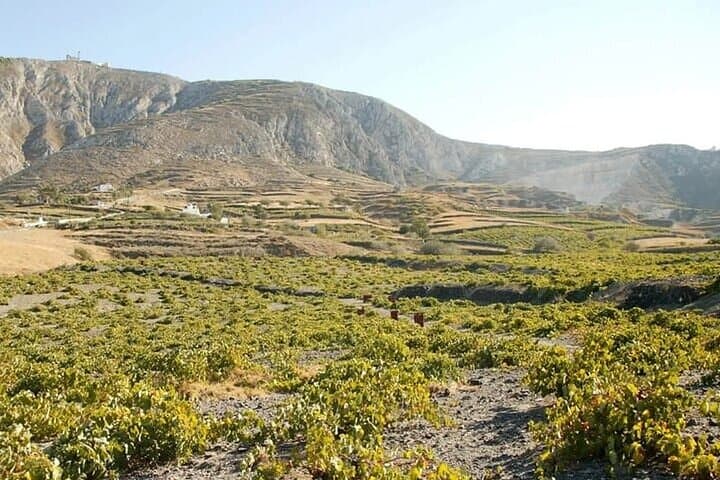 Santorini Wine Tasting Tour: Two Wineries and Volcanic Flavors photo 2