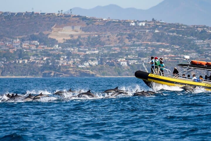 High-Speed Zodiac Whale Watching Adventure in Dana Point: Experience Southern California’s Marine Giants photo 4