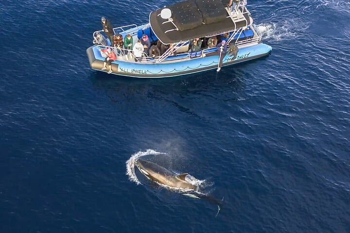 High-Speed Zodiac Whale Watching Adventure in Dana Point: Experience Southern California’s Marine Giants photo 2