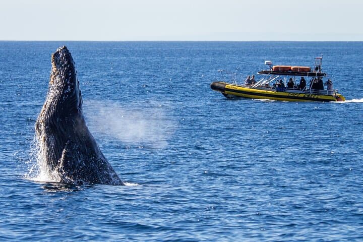 High-Speed Zodiac Whale Watching Adventure in Dana Point: Experience Southern California’s Marine Giants photo 3