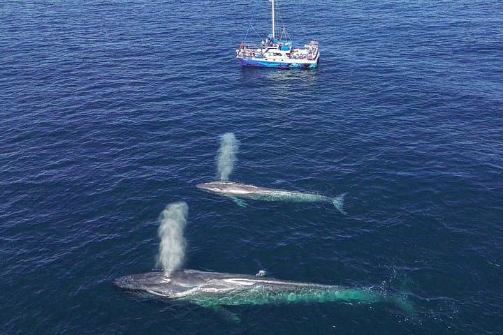 Dana Point Dolphin and Whale Watching Eco-Safari with Underwater Viewing Pods photo 4
