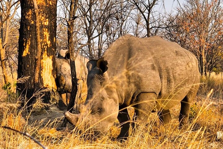 Guided Rhino Trek and Bush Safari in Mosi-oa-Tunya National Park photo 4