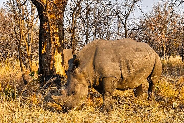 Guided Rhino Trek and Bush Safari in Mosi-oa-Tunya National Park photo 6