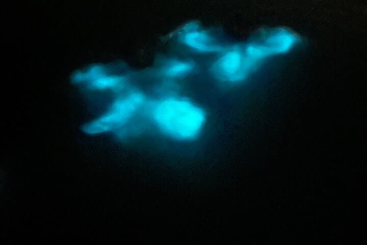 Mystic Waters: La Parguera Bioluminescent Night Tour photo 3