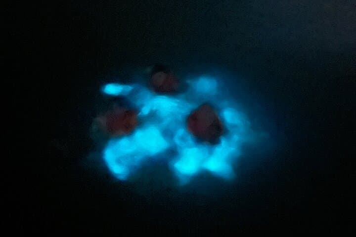 Mystic Waters: La Parguera Bioluminescent Night Tour photo 6
