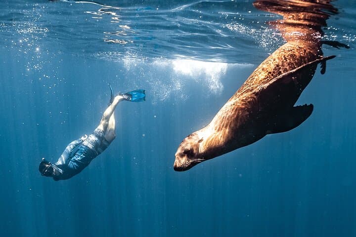 Open Ocean Safari and Whale Watching in Cabo San Lucas: Sea of Cortez Encounters photo 2