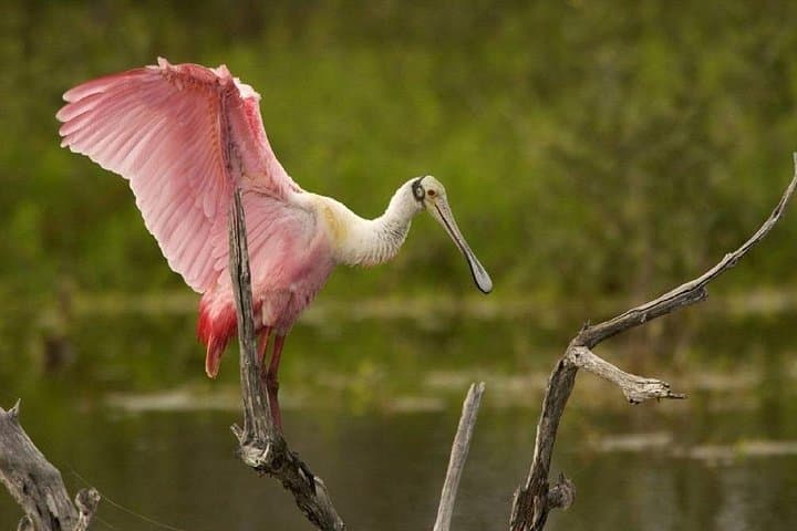 Palo Verde River Safari and Coffee-Farm Day Trip from Guanacaste photo 4