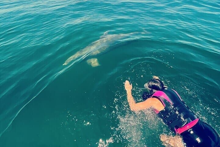 Private Dolphin Swim and Snorkeling Tour — Panama City Beach Gulf Adventure photo 3