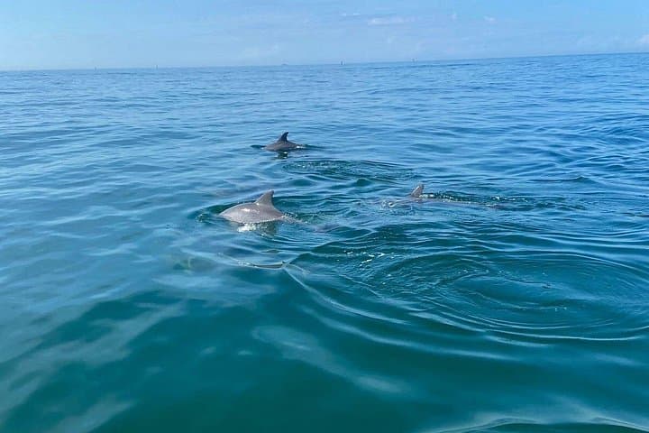 Private Panama City Beach Sunset Tour — Small-Boat Dolphin Watching & Shell Island Snorkel photo 3