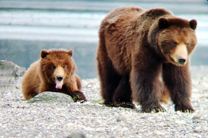 Bear Viewing at Pack Creek: Admiralty Island Brown Bear Tours from Juneau