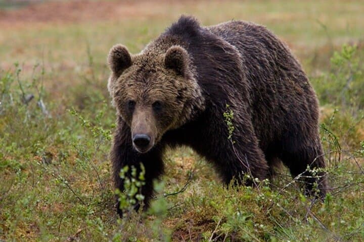 Bear Viewing at Pack Creek: Admiralty Island Brown Bear Tours from Juneau photo 2