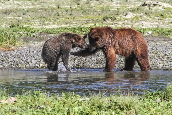 Bear Viewing at Pack Creek: Admiralty Island Brown Bear Tours from Juneau photo 3