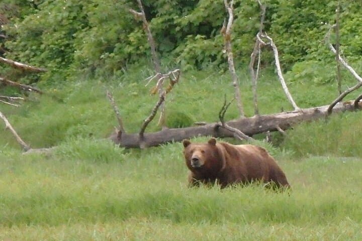 Bear Viewing at Pack Creek: Admiralty Island Brown Bear Tours from Juneau photo 4