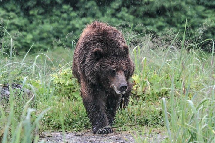 Bear Viewing at Pack Creek: Admiralty Island Brown Bear Tours from Juneau photo 5