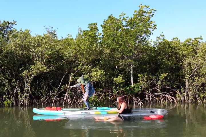 Paddle Mangrove Tunnels in New Smyrna Beach: Guided Kayak & SUP Eco Tour