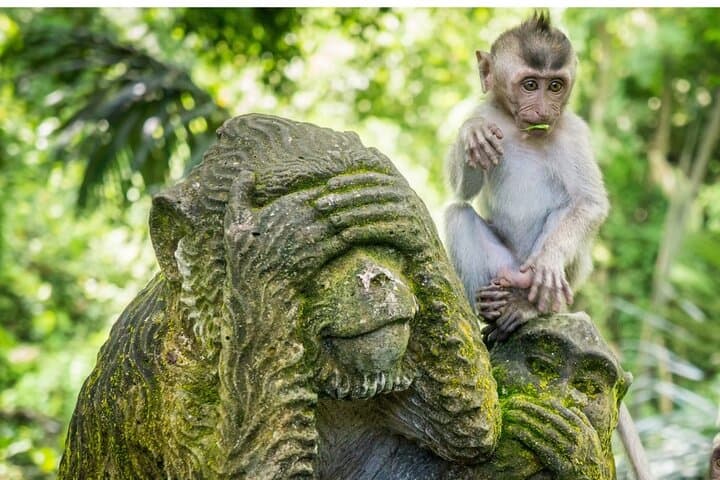 Ubud Culture Fullday Tour: Barong Dance, Monkey Forest & Tegalalang Rice Fields photo 2