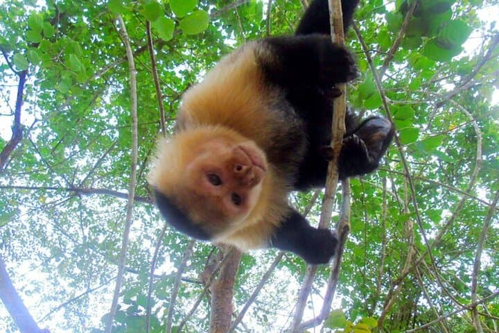 Panama Canal Boat Safari to Monkey Island & Fruit Market photo 3