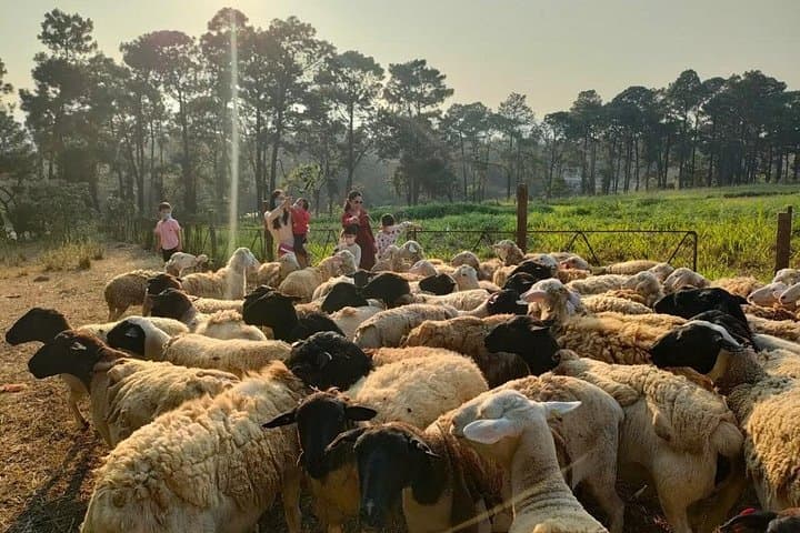 Hands-On Homestead Experience in Ba Vi: Authentic Vietnam Farming Day Tour photo 3