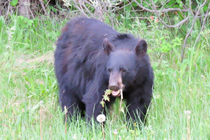 Wolfdog Sanctuary and Banff Day Trip from Calgary — Wolfdogs, Lake Minnewanka & Bow Falls photo 4