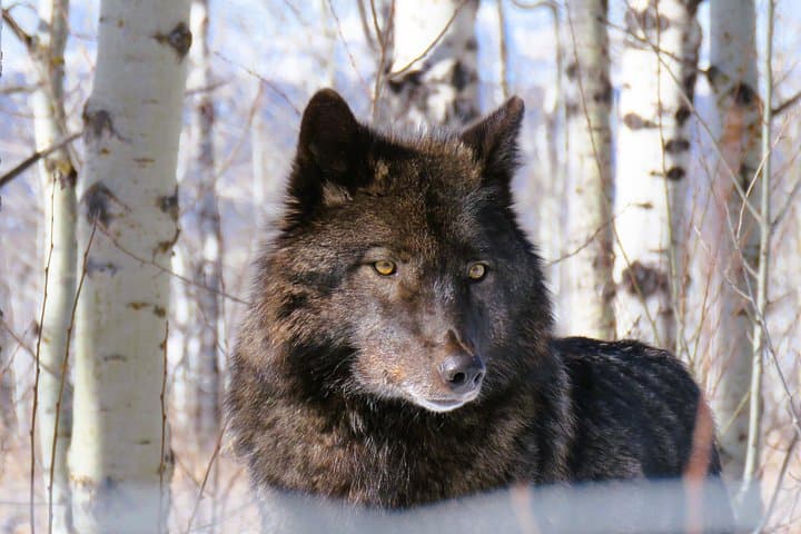 Wolfdog Sanctuary and Banff Day Trip from Calgary — Wolfdogs, Lake Minnewanka & Bow Falls photo 1