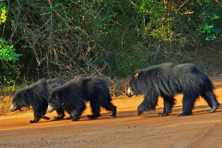 Yala Safari Day Trip: Leopard Sightings from Sri Lanka’s South Coast to Ella photo 3