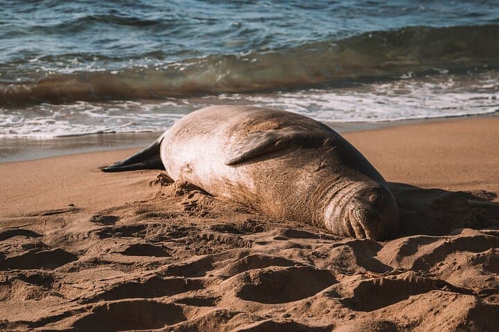 Private 5-Hour Off-Road Wildlife Tour to Oahu's North Shore photo 2