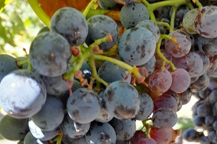 Cape Town Full-Day: Robben Island, Table Mountain & Groot Constantia Wine Tasting photo 6